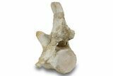 ” Basilosaur Thoracic Vertebra With Intact Process- Morocco #244269-3